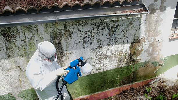 Trusted Mold Inspection service in Centereach, NY - Cheap Mold Removal